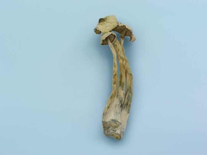 Avery Albino Magic Mushrooms